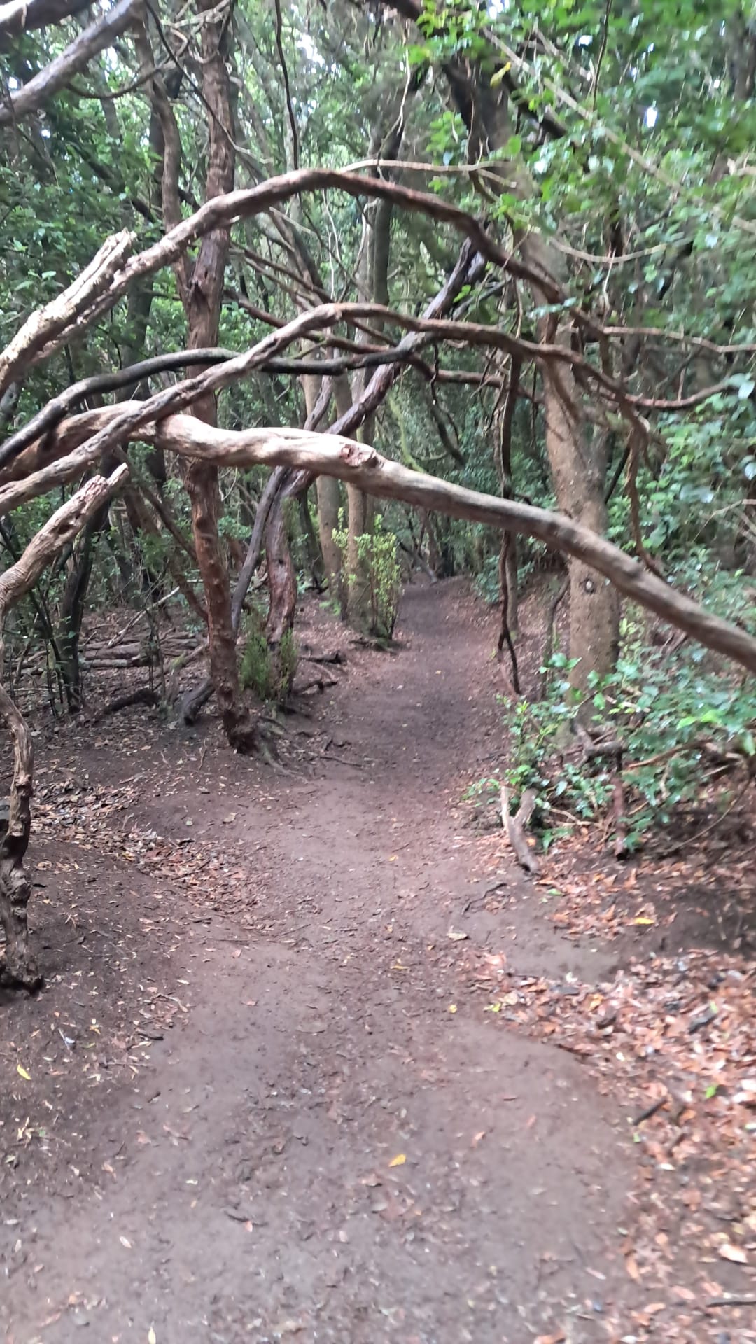 Sendero entre árboles del bosque de Anaga