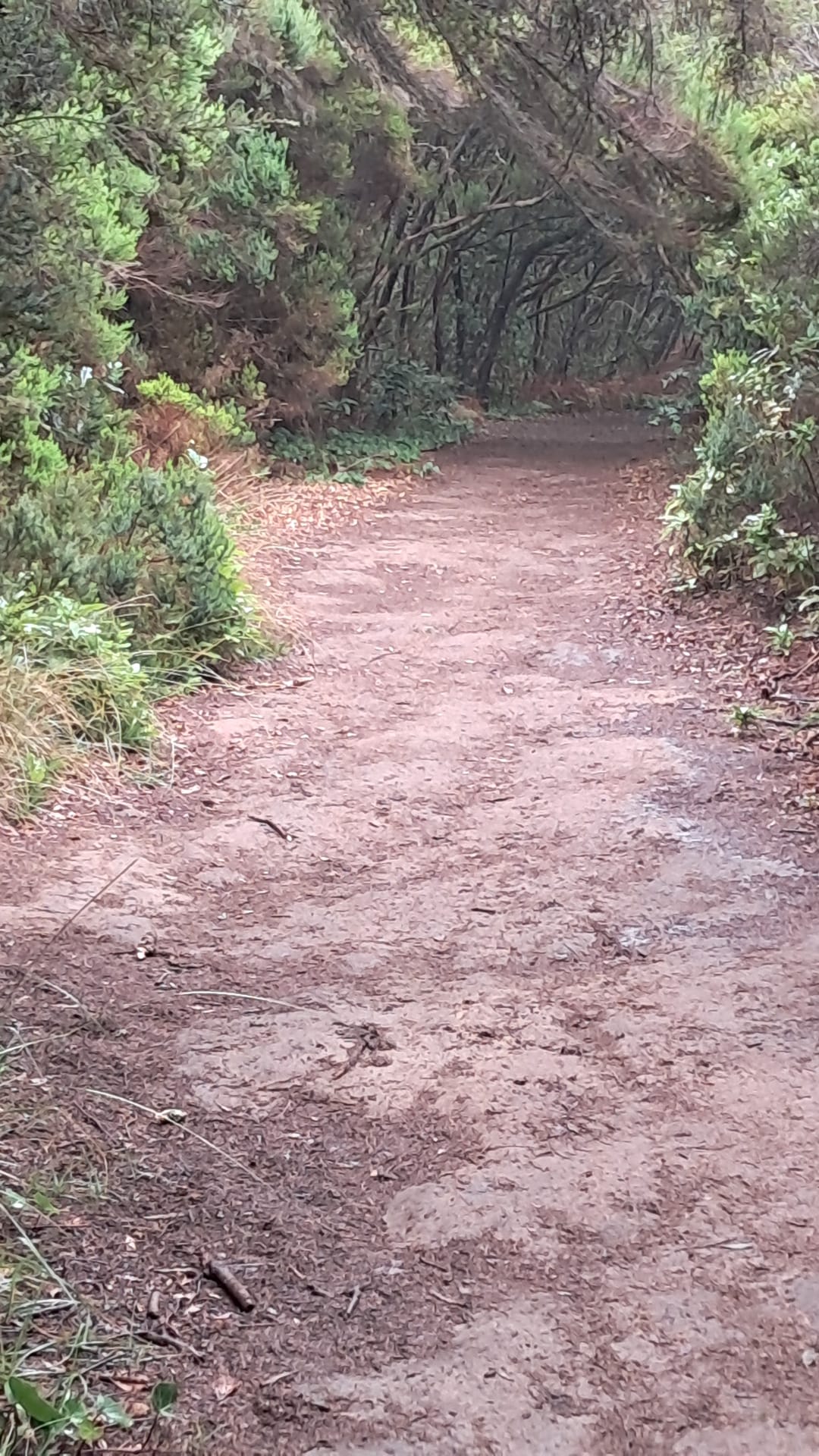 Camino rodeado de vegetación en el macizo de Anaga