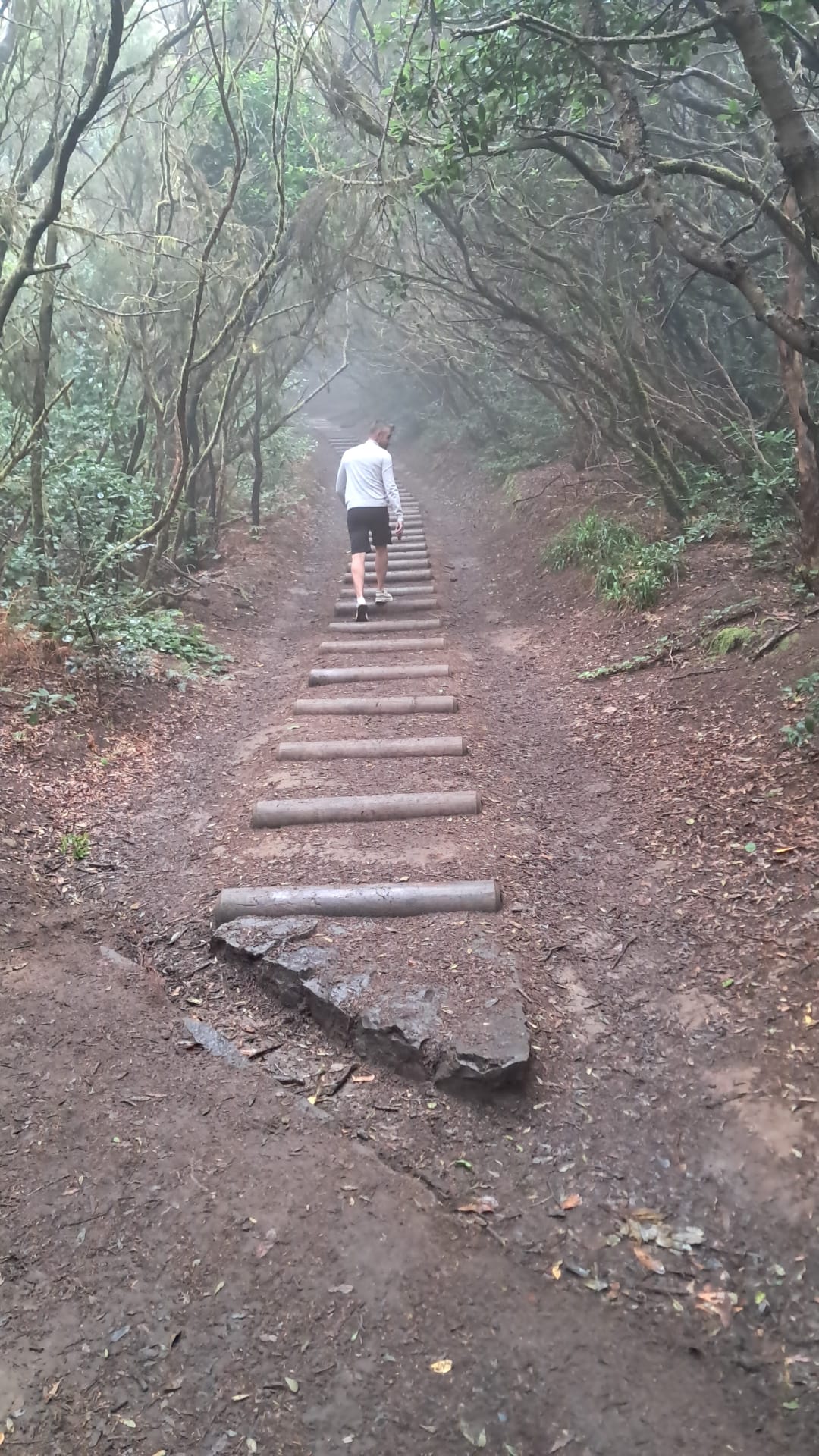 Escalones de un sendero entre laurisilva en Anaga