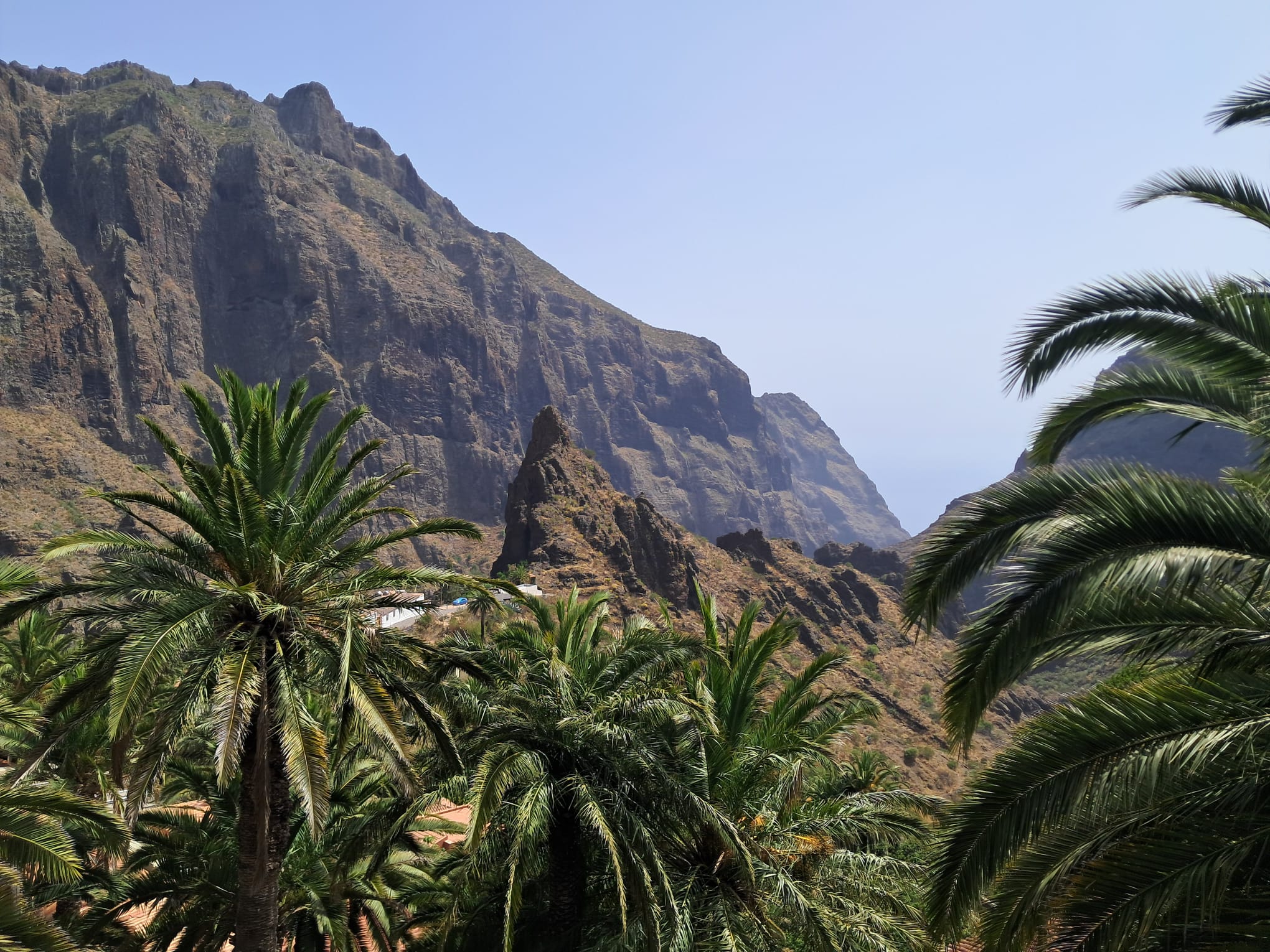 Palmeral y montañas del barranco de Masca
