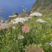 Flora y paisaje natural de Tenerife