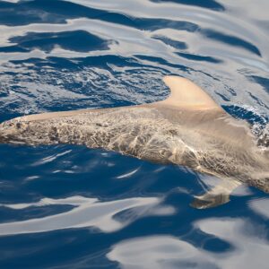 Avistamiento de Delfines y Cetáceos