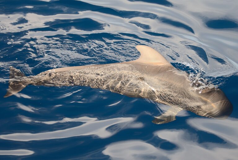 Avistamiento de Delfines y Cetáceos